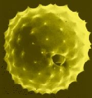 pollen.jpg