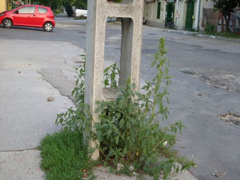 zambek_alulnezet_3_007.jpg