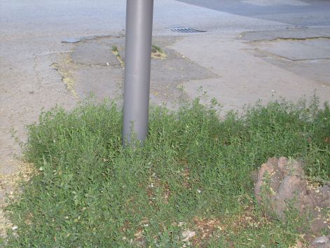 zambek_alulnezet_3_009.jpg