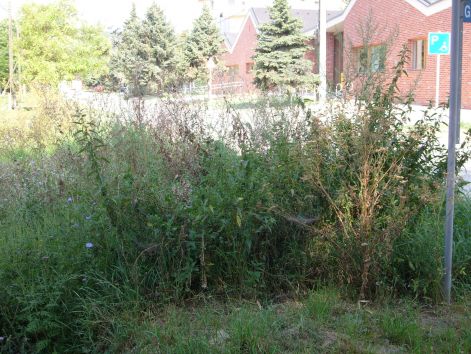 zsambek_2011._augusztus_kozepen_038.jpg