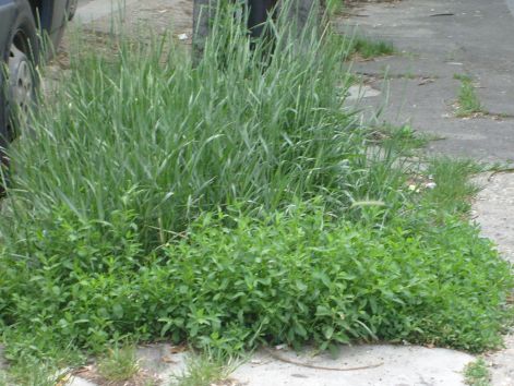 zsambek_2012._majus._cityjardasziget..jpg