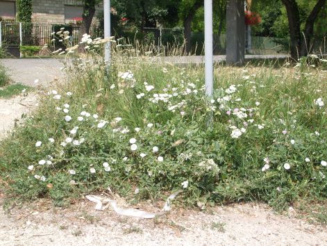 zsambek_alulnezet_1_034.jpg zsambek_alulnezet_1_034.jpg